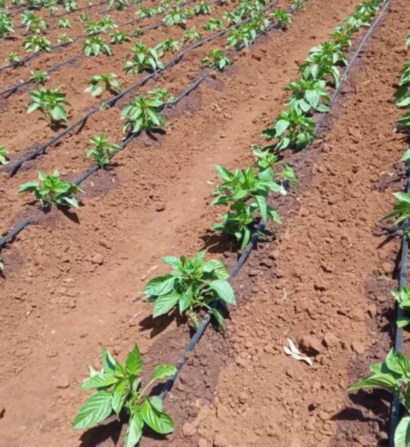 At New Generation Boreholes Solutions Ltd, we design and install modern drip irrigation systems that deliver water directly to plant roots with precision and efficiency. Our systems help conserve water while maximizing crop productivity and farm performance.