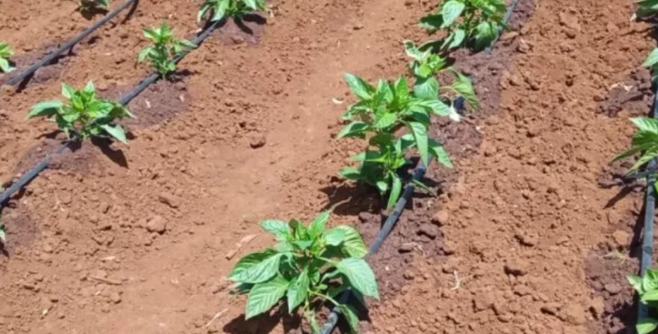 At New Generation Boreholes Solutions Ltd, we design and install modern drip irrigation systems that deliver water directly to plant roots with precision and efficiency. Our systems help conserve water while maximizing crop productivity and farm performance.